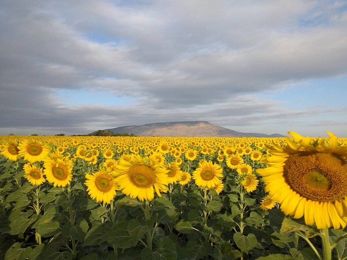 Sunflower 🌻 farm